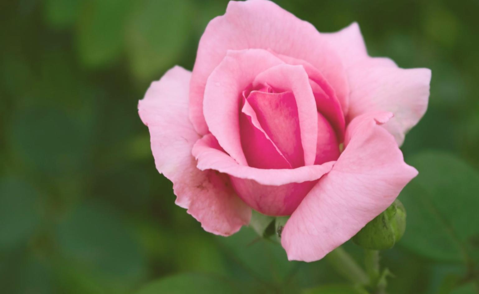 Özenle hazırlanan özel buket tasarımı